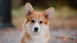 Dynasty of the King 5m. Кола+Джастин, кобель