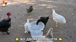 Содержание кур в домашних условиях и других птиц во дворе у Роберта 🐣🐤🦆🐔🪿🦃 (281)