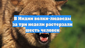 В Индии волки-людоеды за три недели растерзали шесть человек