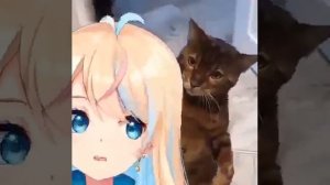 Кот бьёт Аниме девочку по голове