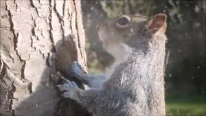 СКАЗКА ПРО ЗАЙЦА И БЕЛКУ По мотивам сказки НМ Павловой Зимняя пирушка