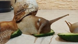 содержание улиток Ахатин в домашних условиях