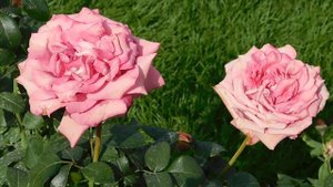 27=09=2025     КРАСНОДАР . ПАРК  СЕРГЕЯ ГАЛИЦКОГО.  ДЕНЬ ГОРОДА.  232  ГОДОВЩИНА.  JPG (115)