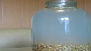 Квас из ячменя