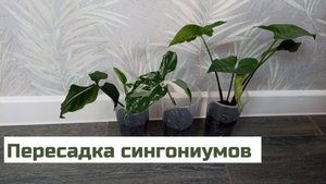 Пересадка сингониумов
