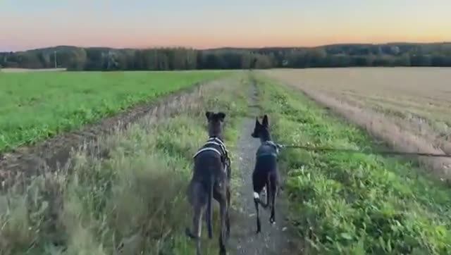 Даша из Финляндии - Усыновление испанского Гальго и жизнь с двумя борзыми 1.10.2025