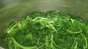 Квас из крапивы