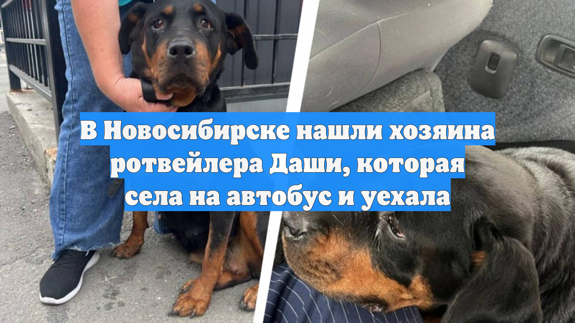 В Новосибирске нашли хозяина ротвейлера Даши, которая села на автобус и уехала