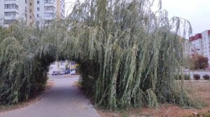 Ах, мадам...... 01.10.25.