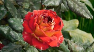 27=09=2025     КРАСНОДАР . ПАРК  СЕРГЕЯ ГАЛИЦКОГО.  ДЕНЬ ГОРОДА.  232  ГОДОВЩИНА.  JPG (97)