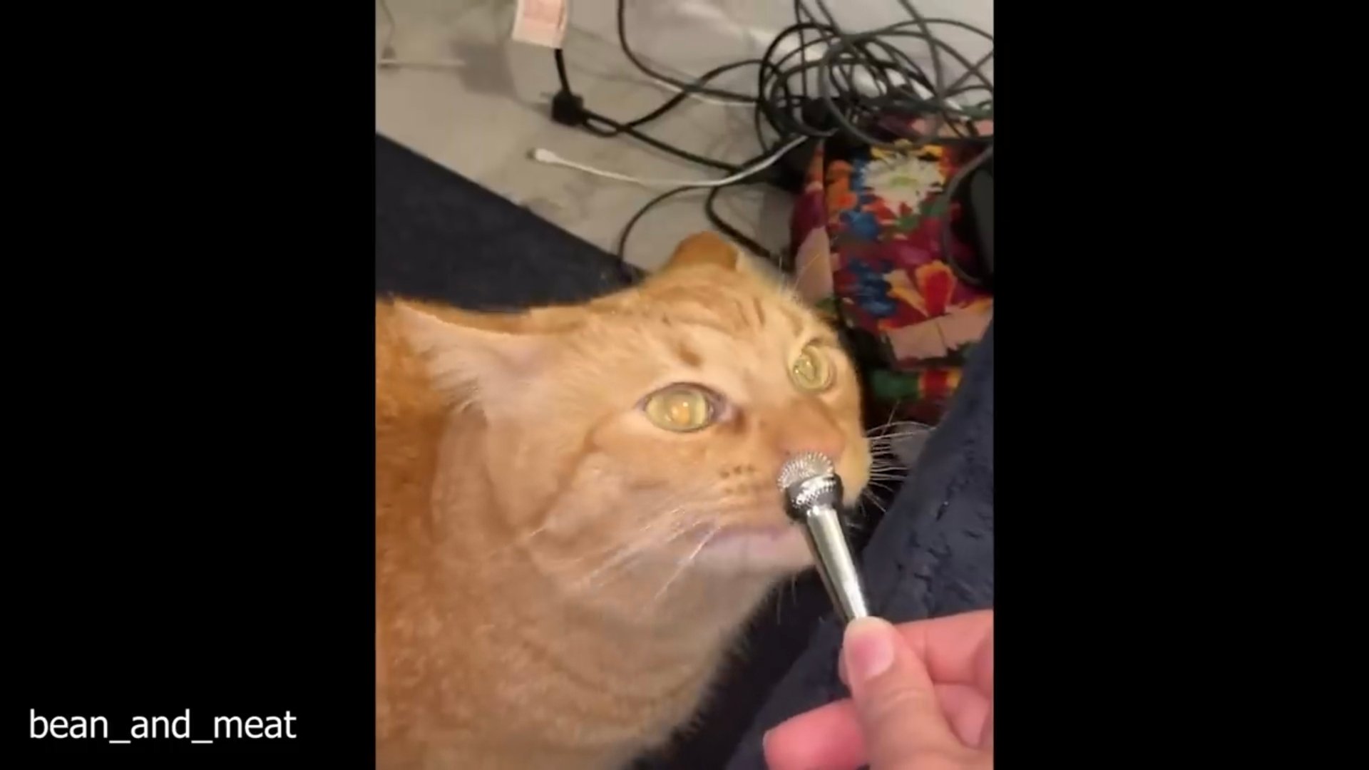 Смешные кошки