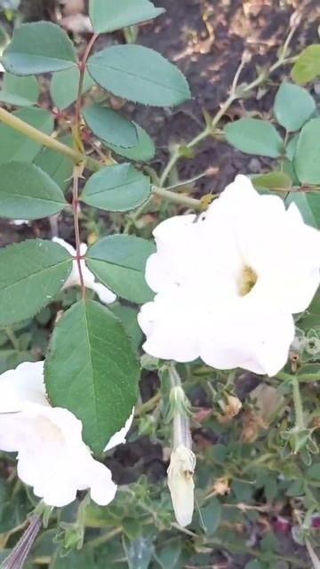 ДНР. Харцызск. 27.09.2025. Цветы у дома. Розы