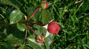 27=09=2025     КРАСНОДАР . ПАРК  СЕРГЕЯ ГАЛИЦКОГО.  ДЕНЬ ГОРОДА.  232  ГОДОВЩИНА.  JPG (132)