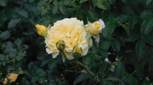 29=09=2025  ПВН  КМР . ОСЕНЬ .ДОЖДЬ.  MP4 (194)