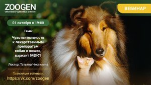 Чувствительность к лекарственным препаратам собак и кошек, вариант MDR1. 01.10.2025, 19:00
