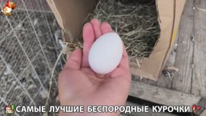 Цыплята и Курочки селяночки лучшие беспородные несушки 🥚 (340)