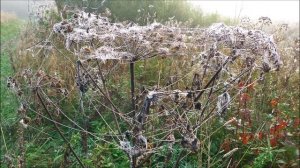 Утром в Бабье лето.mp4