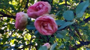 МИНУТКА В ПАРКЕ "ЮЖНЫЕ КУЛЬТУРЫ". АДЛЕР.