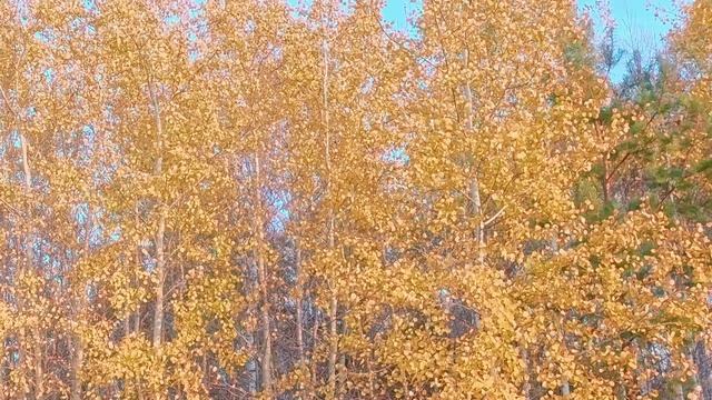 Лес, Осень, Золотая осень, Листья, Осина, Ветер.