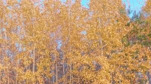 Лес, Осень, Золотая осень, Листья, Осина, Ветер.
