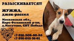 Пропала собака! ЖУЖЖА. Джек-рассел. Московская обл,  Наро-Фоминский р-н, д. Могутово, СНТ Победа