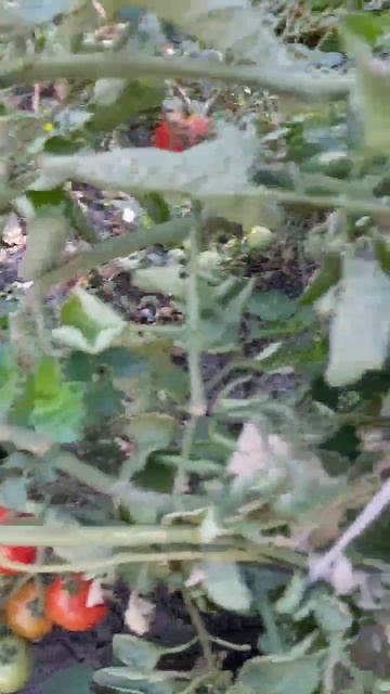 ДНР. Харцызск. 27.09.2025. Цветы у дома. Розы и помидоры