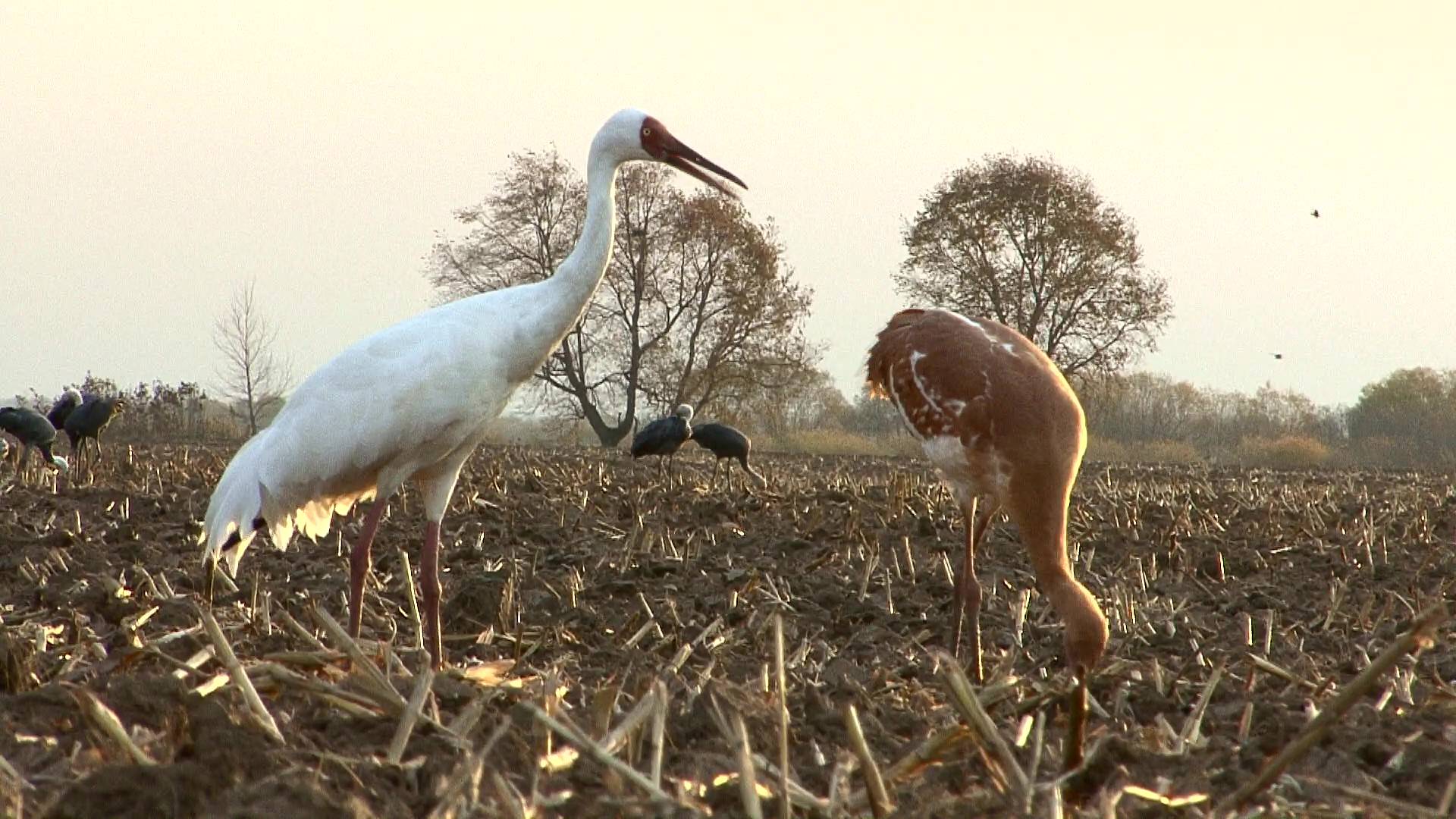 ОДИН ДЕНЬ В АМУРСКОМ ЗАКАЗНИКЕ смотреть онлайн