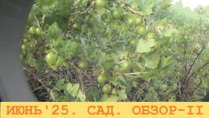 2025 Июнь. Очередной обход сада через неделю.