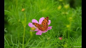 Я люблю тебя, любовь 2 (Suno AI)