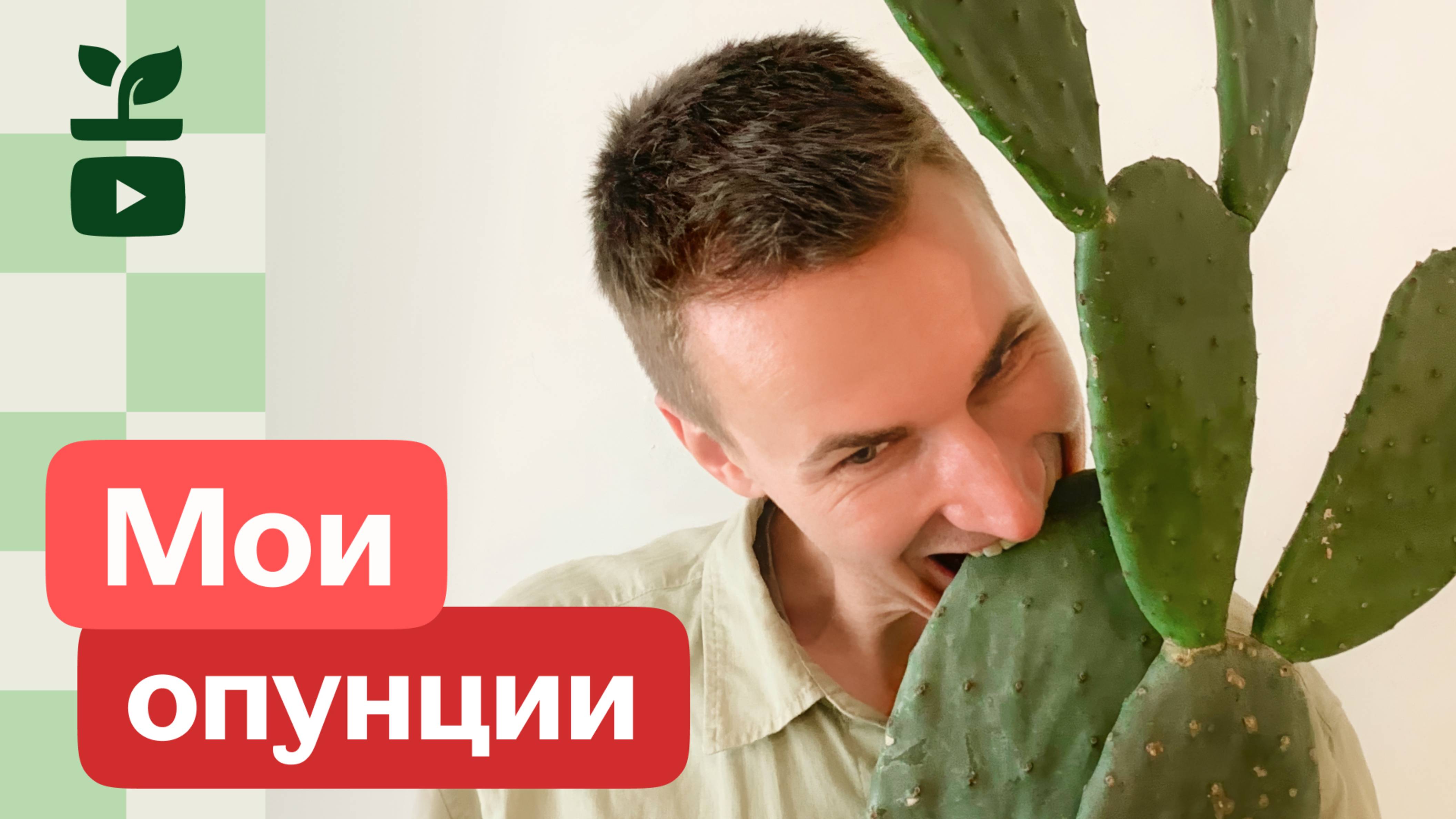 Кактусы, которые едят, любят и боятся — Опунции