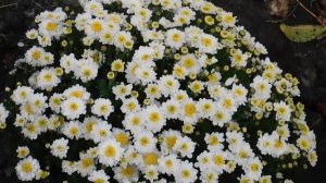 29=09=2025 ПВН КМР . ОСЕНЬ .ДОЖДЬ. MP4 (200)