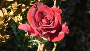 15=09=2025  ник   (20)