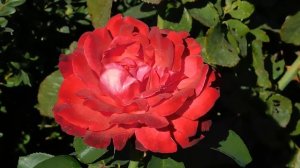 15=09=2025  ник   (25)