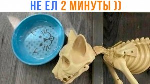 КОТ, КОТОРЫЙ НЕ ЕЛ 2 МИНУТЫ ))) Приколы с котами | Мемозг 1667