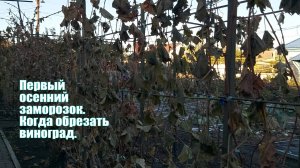 Первый осенний заморозок | Когда обрезать виноград