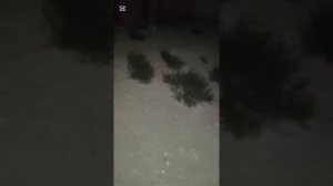 Приблизительно посчитала сколько понадобиться материал для вольера