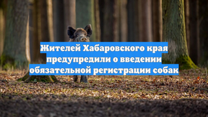 Жителей Хабаровского края предупредили о введении обязательной регистрации собак