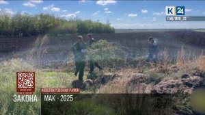 В Новопокровском районе уничтожили более 5 тыс. кустов конопли