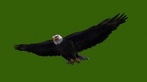 Парящий орлан 01