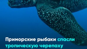 Приморские рыбаки спасли тропическую черепаху