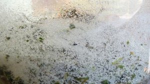 Квас из виноградных листьев