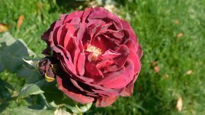 27=09=2025     КРАСНОДАР . ПАРК  СЕРГЕЯ ГАЛИЦКОГО.  ДЕНЬ ГОРОДА.  232  ГОДОВЩИНА.  JPG (127)