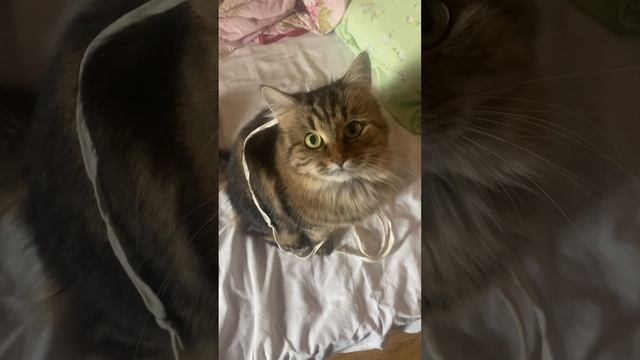 Кошка