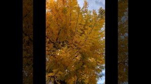 783.Заоктябрило в калифорнийских краях.