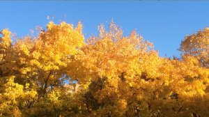 Куплет Сентября  (последний день в тему!)