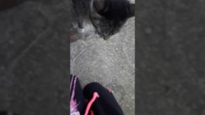 МИЛКА ЕСТ ЕДУ И ХОЧЕТ ИЩЁ НО ЕДЫ ВНОГО НЕ БЫВАЕТ