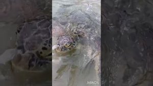 Шри-Ланка Хикадува отель Ritas