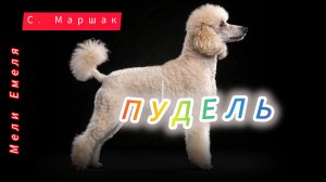 ПУДЕЛЬ 🐩. С. Маршак