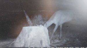 petal_20250922_173244.mp4