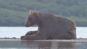 В российских городах люди все чаще встречают на улицах медведей